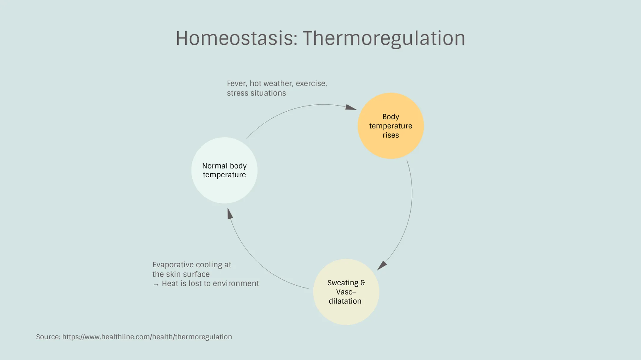 Feedback Loop example: Homeostasis: Thermoregulation